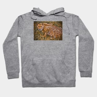 Cheetah in the Grass Hoodie